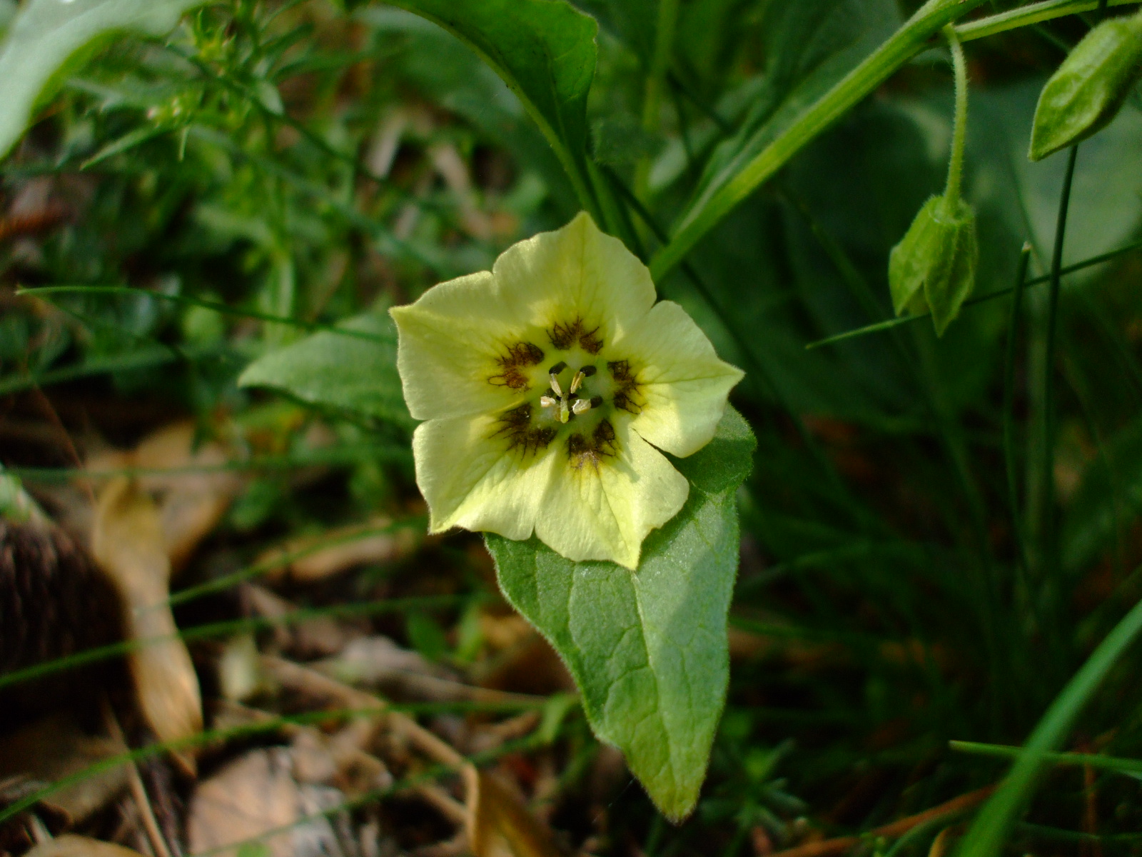 Physalis virginiana